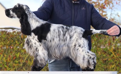 Étalon Cocker Spaniel Anglais - Angie of Never Say Goodbye