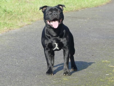 Étalon Staffordshire Bull Terrier - Air jordan Ofthe Puil