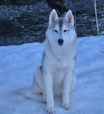 Étalon Siberian Husky - Aïnhoa Of Wolf Legend's Never Die