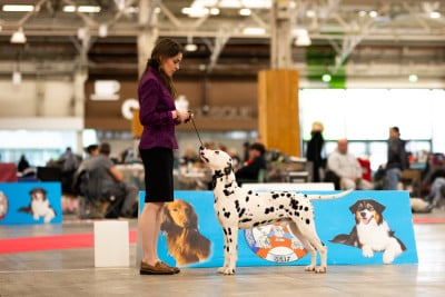 Étalon Dalmatien - After magic night Of A Majestic Spotted White