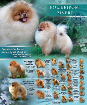 Étalon Spitz allemand - Zivert (dit pipper) kolibripom}