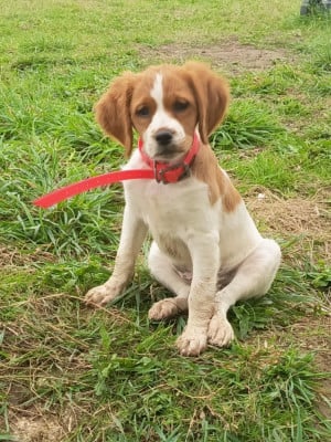 Étalon Epagneul Breton - Aeris du chemin du sel