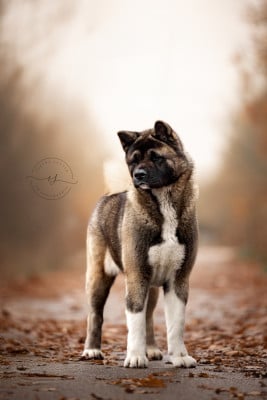 Étalon Akita americain - Valley o f shadow Des Gardiens De La Cigogne