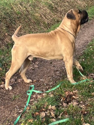 Étalon Bullmastiff - Vercingetorix nikobull's (Sans Affixe)