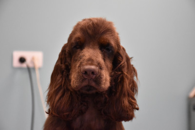 Étalon Cocker Spaniel Anglais - Andrew Du Domaine Des Rêves Bleus