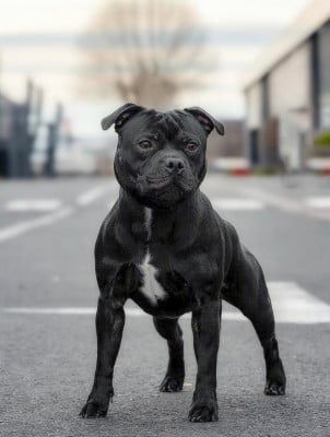 Étalon Staffordshire Bull Terrier - Venom Of Staffie Of Your Dreams