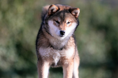 Étalon Shiba - Ama gomahana du Bois de Compiègne