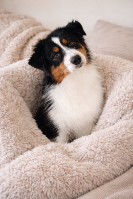 Étalon Berger Australien - Ali Of Wolf Descendants