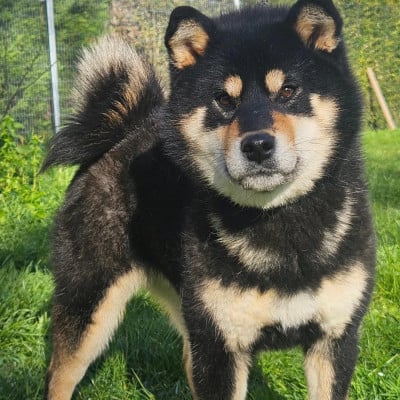 Étalon Shiba - Atsuko Zuki de British and Us