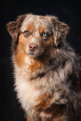 Étalon Berger Américain Miniature - Another dream verone mini de La Lune De Feu