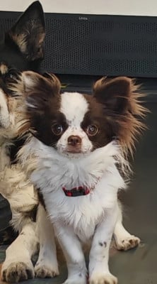 Étalon Chihuahua - Adonis De La Cité Des Conquistadores