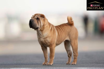 Étalon Shar Pei - Velma du Nuorilang