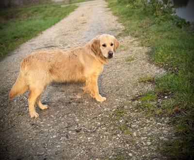 Étalon Golden Retriever - Altesse De La Douce Source