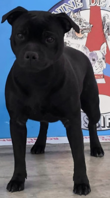 Étalon Staffordshire Bull Terrier - Annunaki of the storm Du Domaine Des Juraires