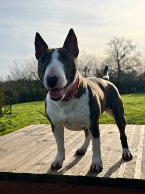 Étalon Bull Terrier Miniature - Vicky Des Minis De Belzebulls