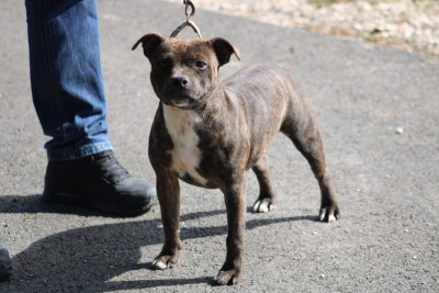 Étalon Staffordshire Bull Terrier - ducipal For Shazam