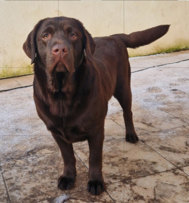 Étalon Labrador Retriever - Valkyrie Des terres sacrees