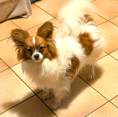 Étalon Epagneul nain Continental (Papillon) - Valmy-tyffanie au Royaume D'ultra