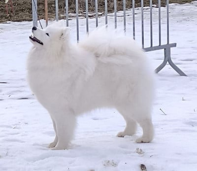 Étalon Samoyède - smiling miracle Top dream accara