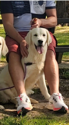 Étalon Golden Retriever - Unique au monde Du domaine du rochereau