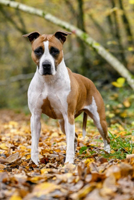 Étalon American Staffordshire Terrier - Sweety red lady Revenge Of The Gladiator's