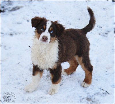 Étalon Berger Américain Miniature - A baby love amande De Sol Del Norte