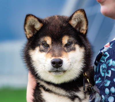 Étalon Shiba - Akenomyosei Go Sakura Kensha