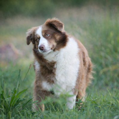 Étalon Berger Américain Miniature - Venise du royaume des quatres pattes