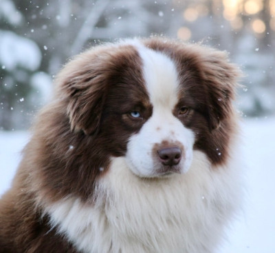 Étalon Berger Américain Miniature - Arrow Des Plaines De Barbizon
