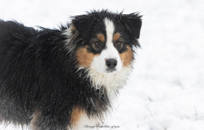 Étalon Berger Australien - Am I blue of you du chemin de la belle etoile