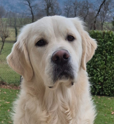 Étalon Golden Retriever - Aukena Des Hauts De L'Embellie