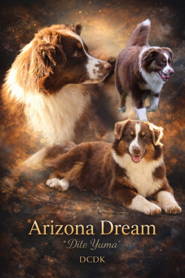 Étalon Berger Australien - Arizona dream dite yuma du chemin des korrigans