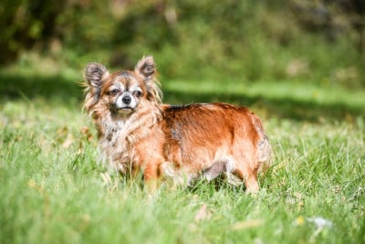 Étalon Chihuahua - Phreya Du Clan Vemundr