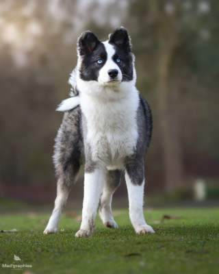 Étalon Laika de iakoutie - Anthemis Ishkaï A Valli Di A Zampata
