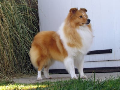 Étalon Shetland Sheepdog - CH. Blue witch Valhalla rising