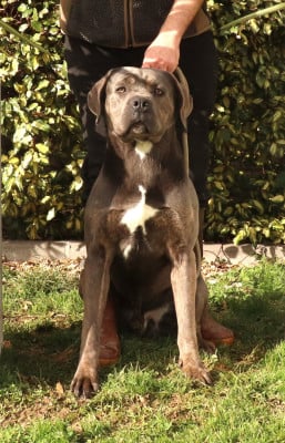 Étalon Cane Corso - Vegas Du Domaine Des Vents Landais