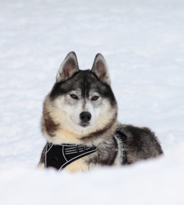 image de Miss divine universe