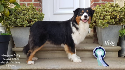 Étalon Berger Australien - Vixy pour dolly 16 ans après Des Australiens d'Epona