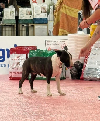 Étalon Bull Terrier - Axor mercedes Des Minis De Ryosie