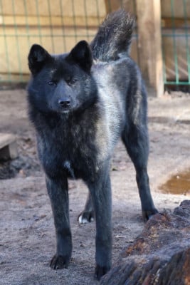 Étalon Kai - Nippon'ai A koi go