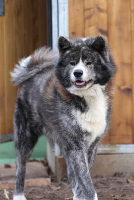 Étalon Akita - Nippon'ai Unshou go