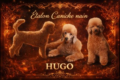 Étalon Caniche - Vivaldi dit hugo Des poupons frises}
