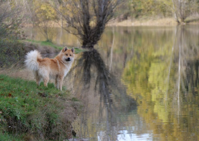 Étalon Eurasier - Alchimie Des Légendes De La Louve Arc-en-ciel