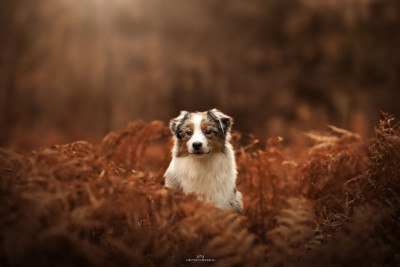 Étalon Berger Australien - Aurora Australis du chemin des korrigans