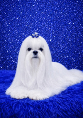 Étalon Bichon maltais - CH. luxury beauty Charlie boy