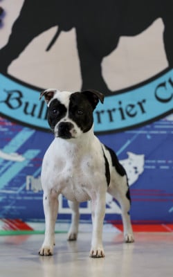 Étalon Staffordshire Bull Terrier - CH. Vendetta bella vita of Spirit Wolf Addict