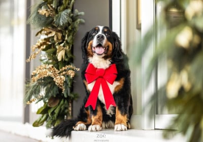 Étalon Bouvier Bernois - Vitani De La Terre Des Fées
