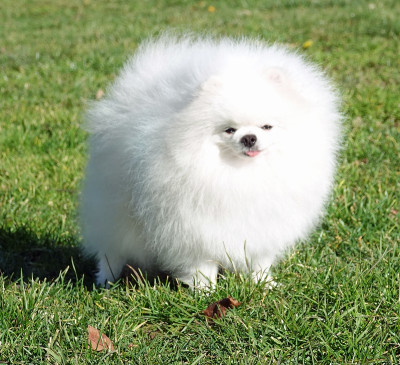 Étalon Spitz allemand - Uber D'Arlande