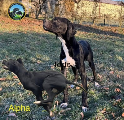 Étalon Pointer - Alpha De L'auge Des Sabotiers