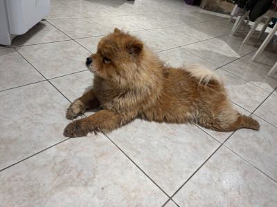 Étalon Chow Chow - U'Taia des Mignonnettes de Breizh